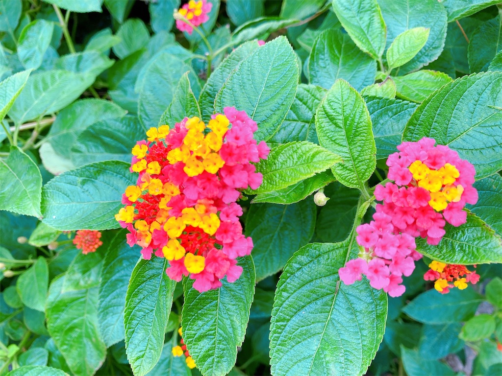 f:id:duckrin0719:20201002055822j:image