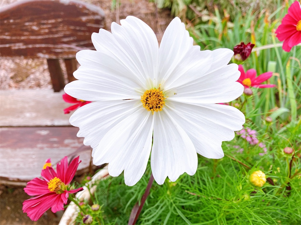f:id:duckrin0719:20201006154422j:image