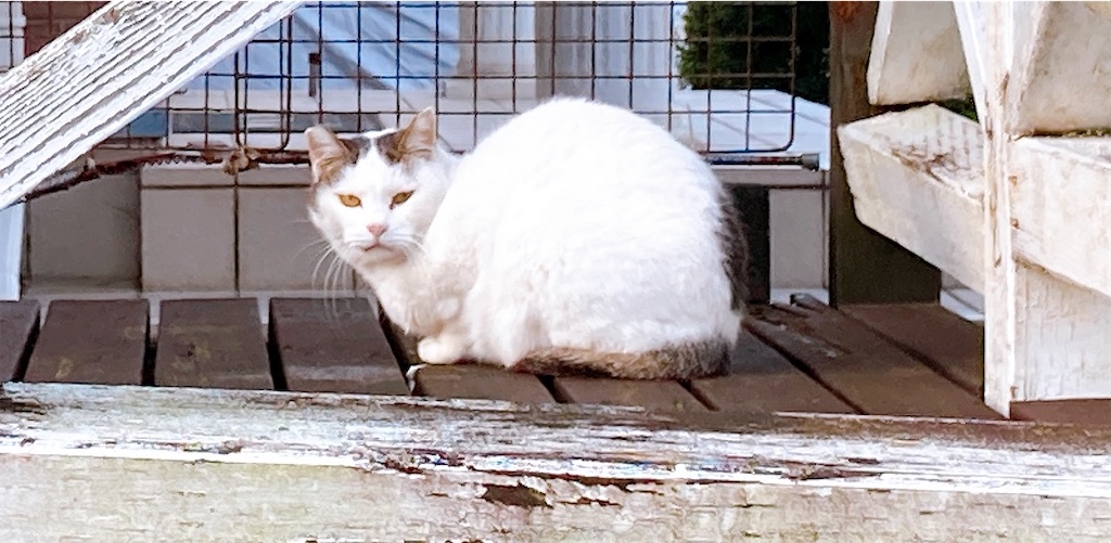 f:id:duckrin0719:20201019212348j:image