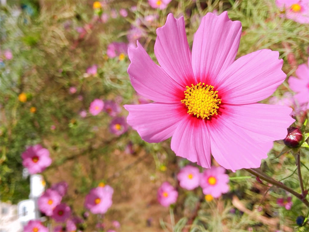 f:id:duckrin0719:20201106100841j:image
