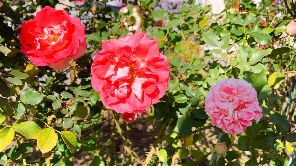 f:id:duckrin0719:20201207202141j:image