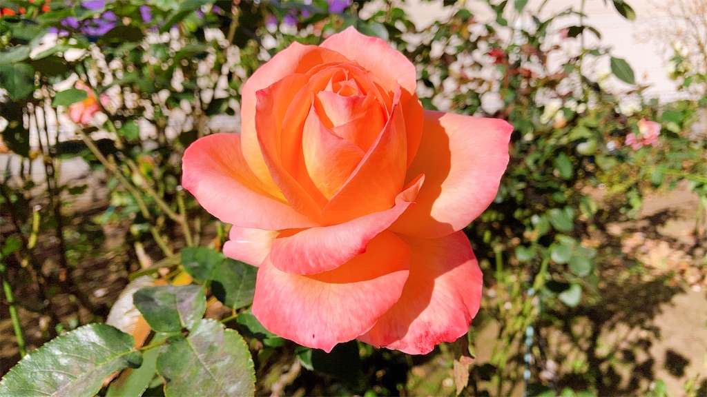 f:id:duckrin0719:20201207202151j:image