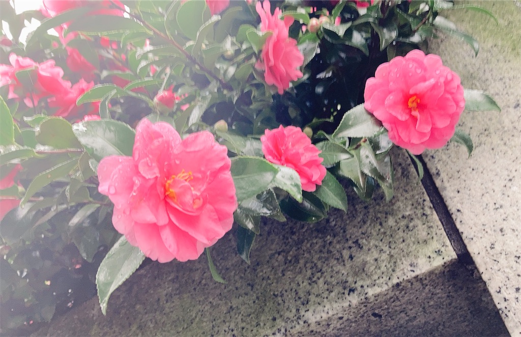 f:id:duckrin0719:20201207202723j:image