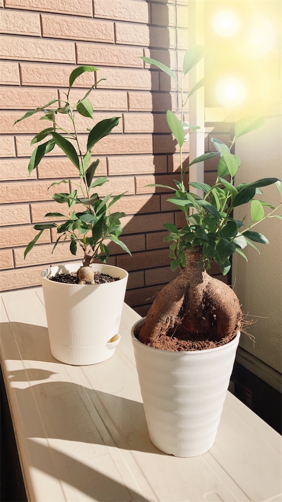 f:id:duckrin0719:20210120184404j:image