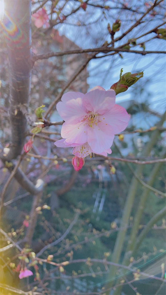 f:id:duckrin0719:20210221065244j:image f:id:duckrin0719:20210221065244j:image