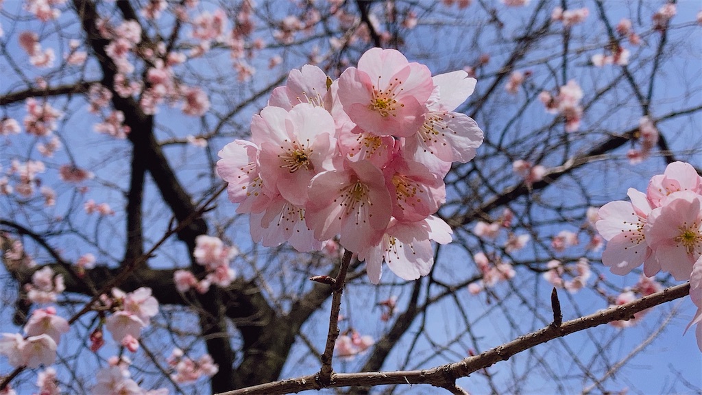 f:id:duckrin0719:20210228072844j:image