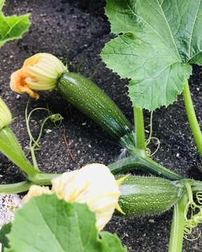 f:id:ducky26:20200808175640j:plain