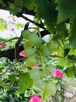 f:id:ducky26:20200828161618j:plain