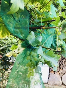 f:id:ducky26:20200828161623j:plain