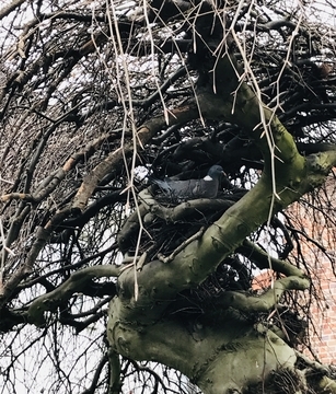 f:id:ducky26:20210322171811j:plain