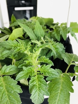 f:id:ducky26:20210414182037j:plain