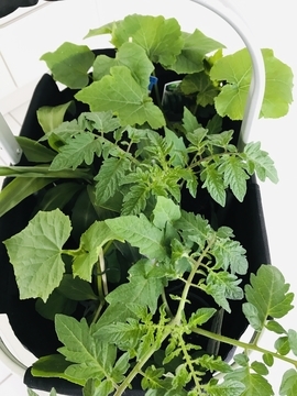 f:id:ducky26:20210414182047j:plain