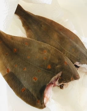 f:id:ducky26:20210430025537j:plain