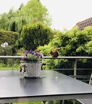 f:id:ducky26:20210528162104j:plain