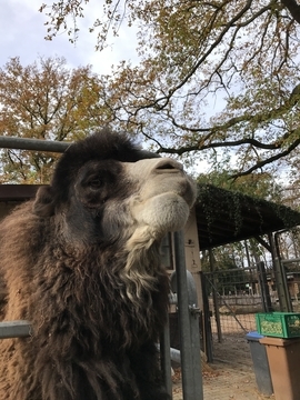 f:id:ducky26:20211107203401j:plain