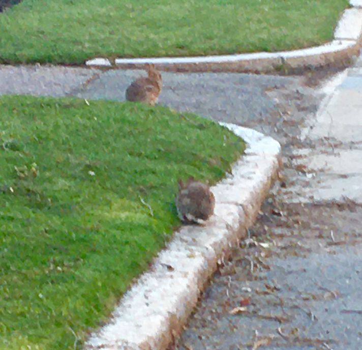 f:id:dufay:20200429205651p:plain