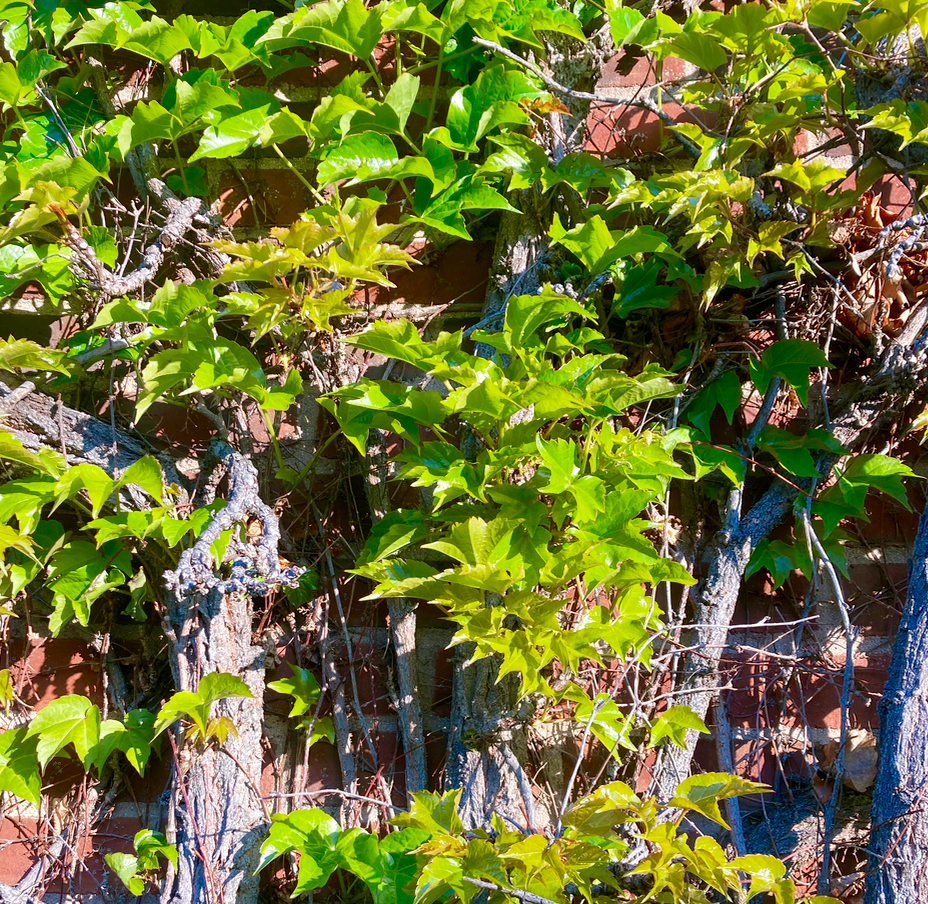 f:id:dufay:20200511214157p:plain f:id:dufay:20200511214157p:plain