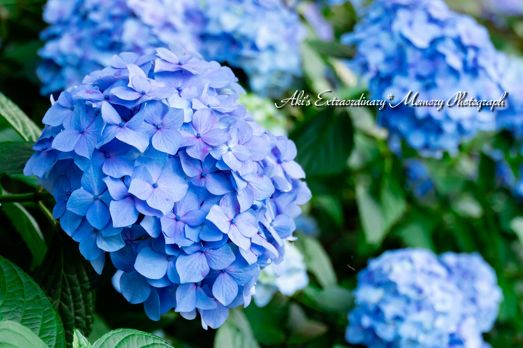 f:id:dufcafeooakioo:20180611002347j:plain f:id:dufcafeooakioo:20180611002347j:plain