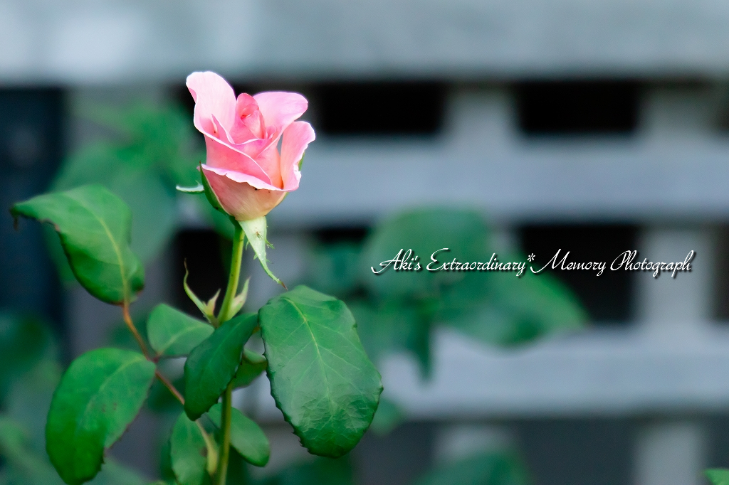 f:id:dufcafeooakioo:20180611002359j:plain f:id:dufcafeooakioo:20180611002359j:plain