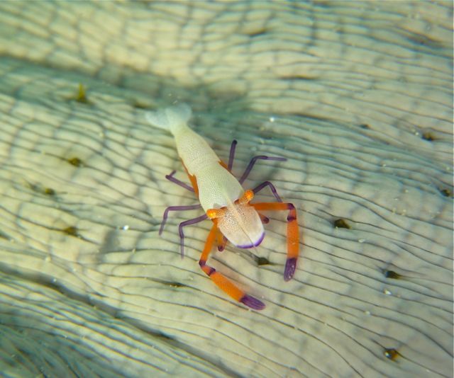 イメージ 2