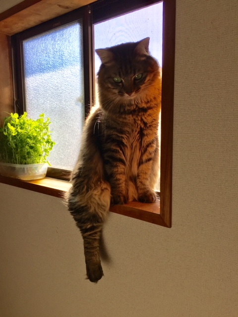 イメージ 11