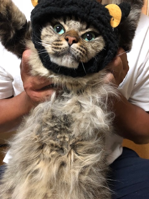 イメージ 16
