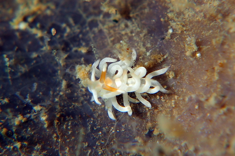 f:id:dukediving:20190904163530j:plain