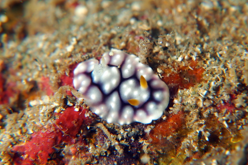 f:id:dukediving:20190904163542j:plain