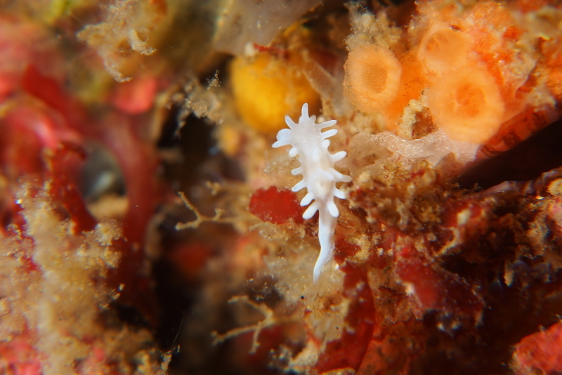f:id:dukediving:20190904163552j:plain