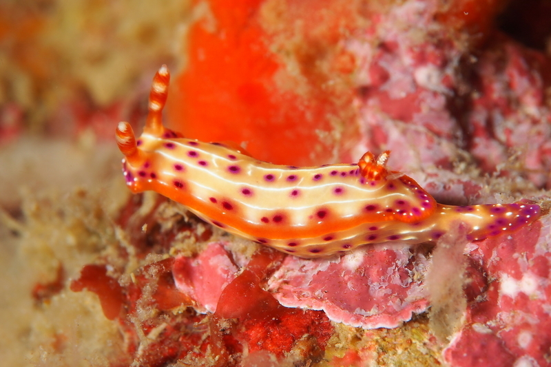 f:id:dukediving:20190904163605j:plain