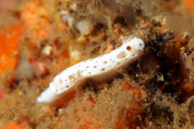 f:id:dukediving:20190904163740j:plain