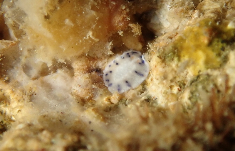 f:id:dukediving:20191103163443j:plain