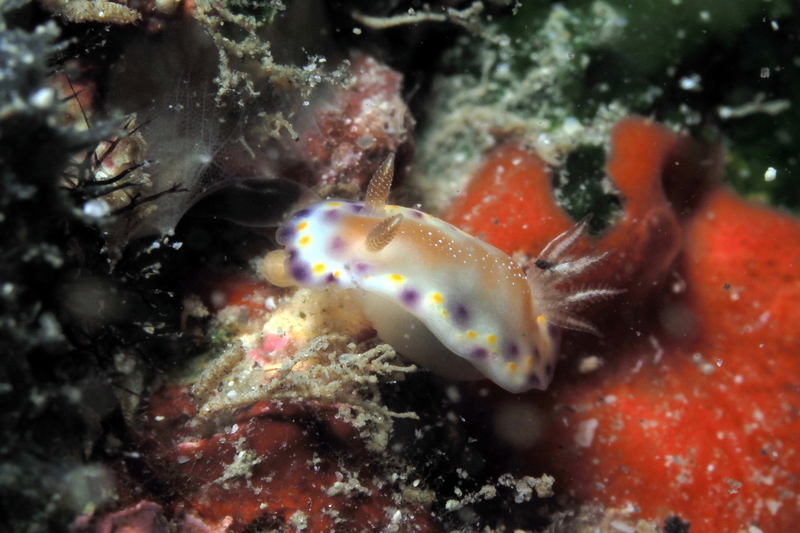 f:id:dukediving:20191103163757j:plain