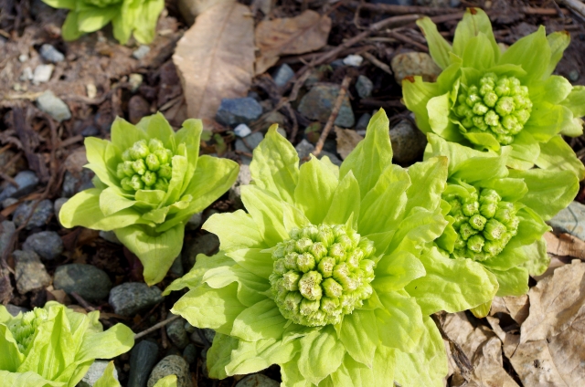 健康にいい ふきのとう 蕗の薹 に含まれる栄養と健康効果10選について 健康にいい