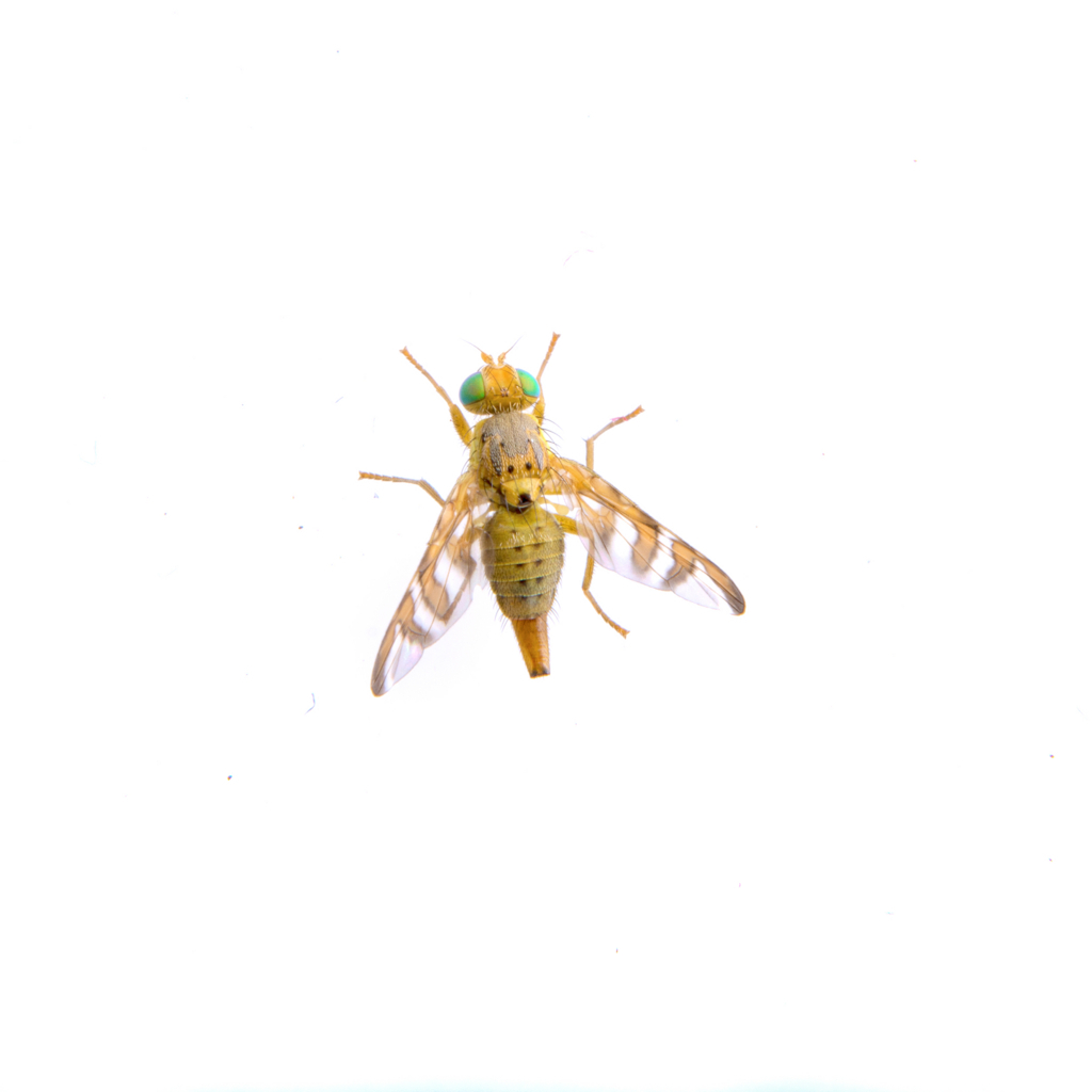 f:id:duneda911m:20180826012309j:plain f:id:duneda911m:20180826012309j:plain