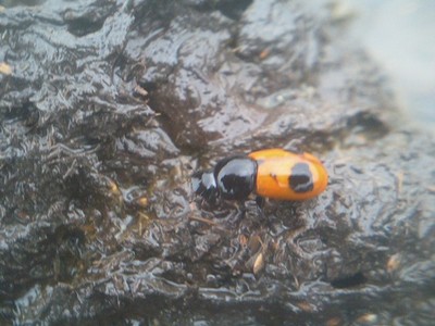 f:id:dungbeetle:20061024135221j:image