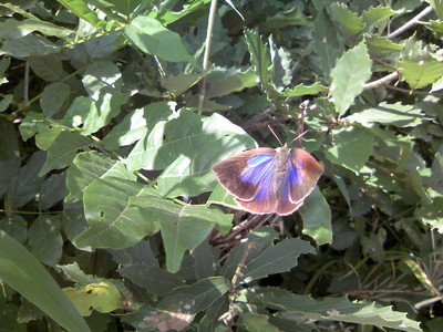 f:id:dungbeetle:20080702145748j:image