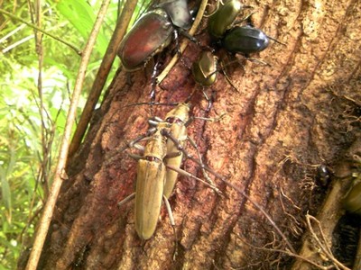 f:id:dungbeetle:20080729103855j:image