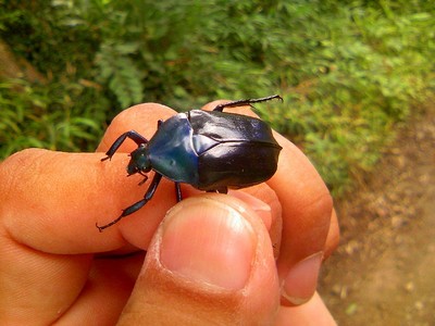 f:id:dungbeetle:20080729220600j:image