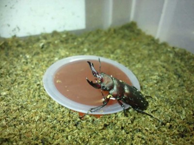 f:id:dungbeetle:20120716225120j:image