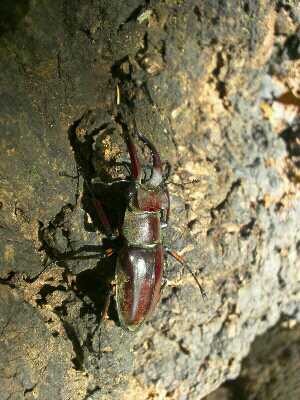 f:id:dungbeetle:20121007222219j:image