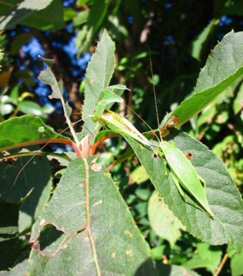 f:id:dungbeetle:20121009204459j:image