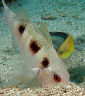 f:id:dupla:20121211115842j:image