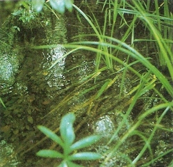f:id:dupla:20121212105000j:image