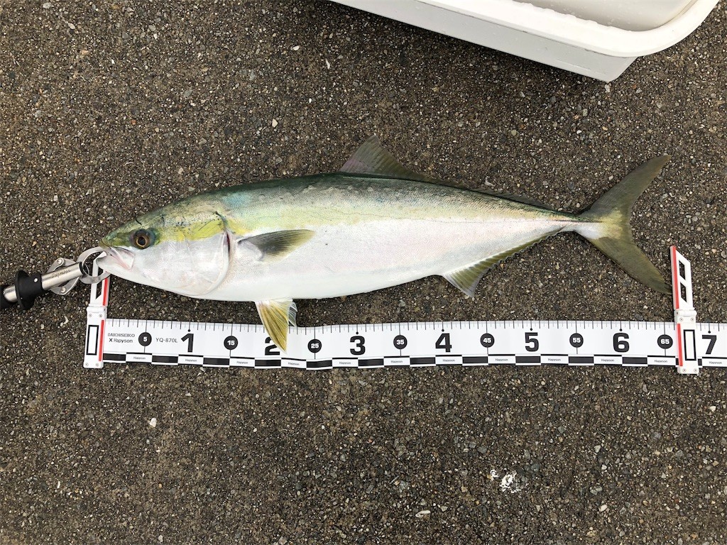釣行ログ 19 青物開幕 神戸沖堤防 ショアジギング It系釣り人間 釣行ログ 19 青物開幕 神戸沖堤防 ショアジギング It系釣り人間
