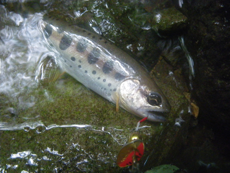 f:id:duran3616:20210712081704j:plain