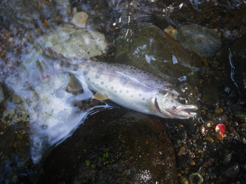 f:id:duran3616:20210719080304j:plain