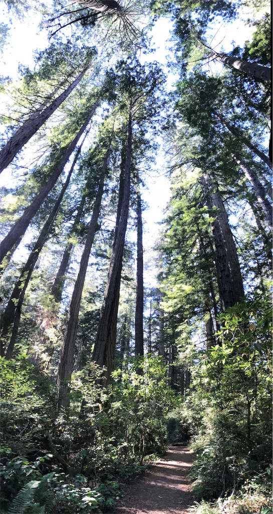 アメリカ西海岸縦断 Oct 18 7 カリフォルニアの原生林 Redwood National Park Learn English With Fun