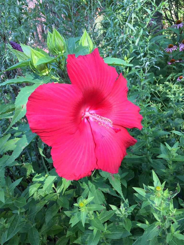 f:id:dv6:20170711231906j:plain