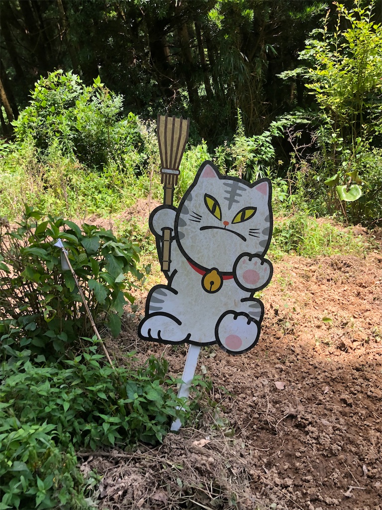 f:id:dwrwr:20200815183301j:image f:id:dwrwr:20200815183301j:image